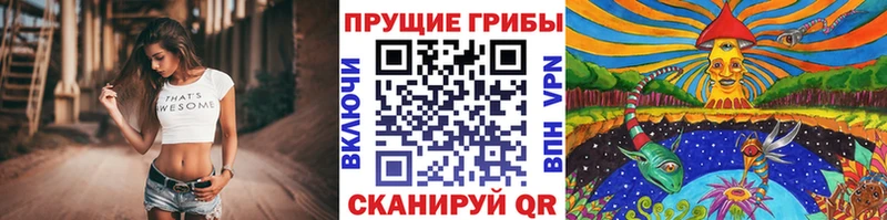 Галлюциногенные грибы Psilocybine cubensis  Асино 