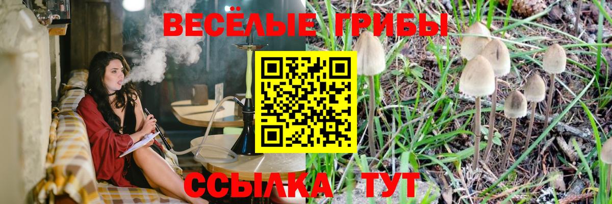 Псилоцибиновые грибы Psilocybe Асино